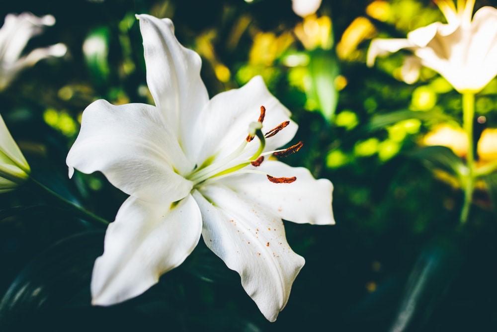 Flower that represents death deals