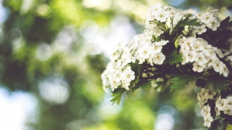 sympathy flowers