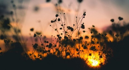 silhouette view of plants