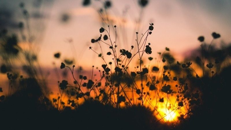 silhouette view of plants