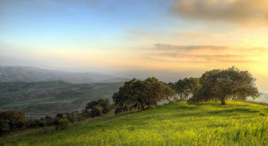 green field view