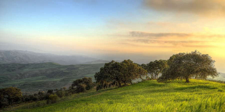 green field view