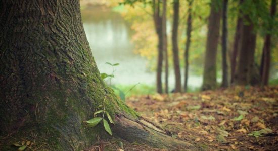 moss leaves