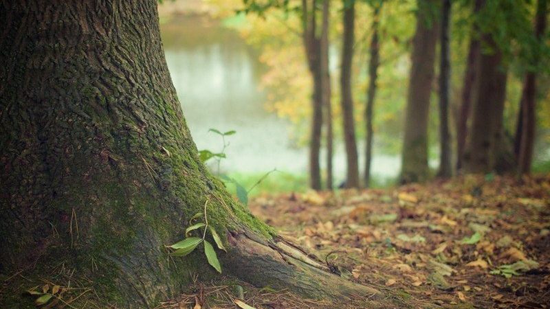 moss leaves