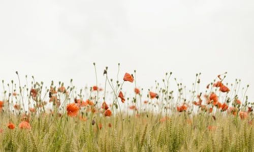 poppy flowers