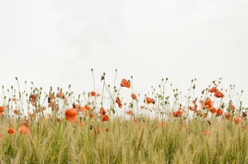 poppy flowers