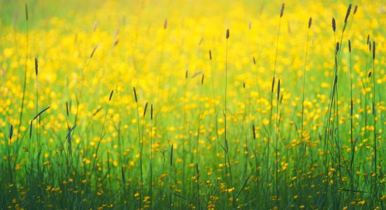 yellow flowers