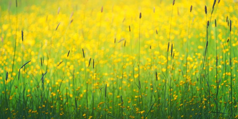 yellow flowers