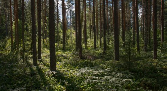 forest trees