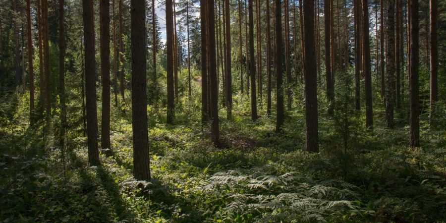 forest trees