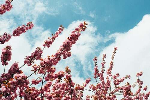 blossom flowers