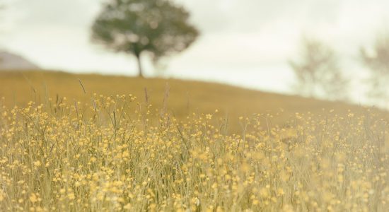 yellow flowers