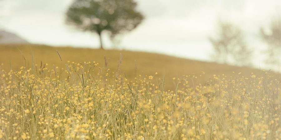 yellow flowers