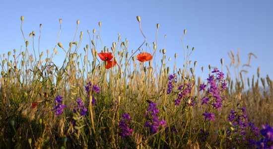 flowers photo