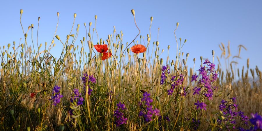 flowers photo