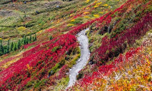 flower fields