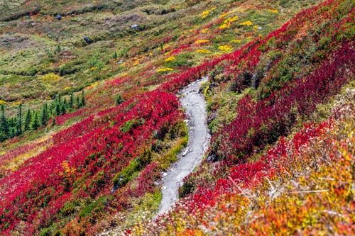 flower fields