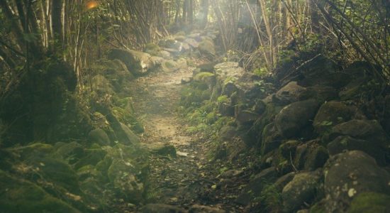 path in the forest