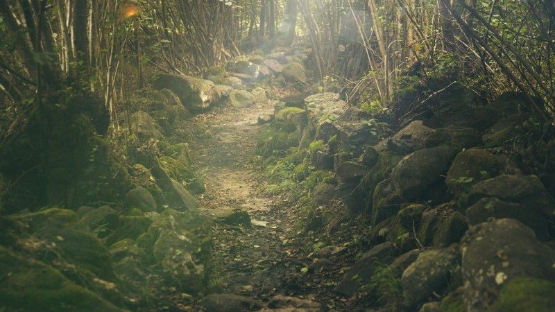 path in the forest