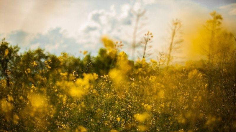 nature flowers