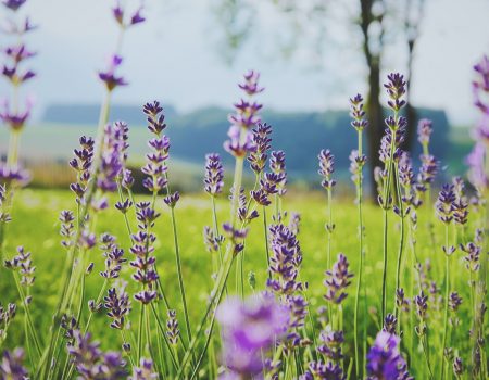 purple flowers