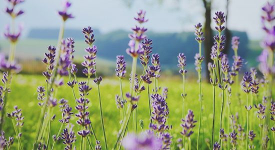 purple flowers