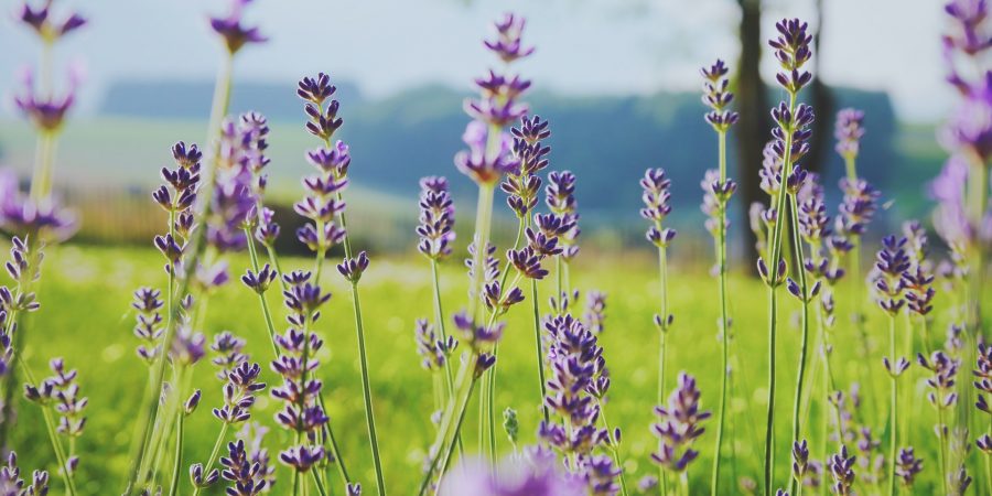 purple flowers