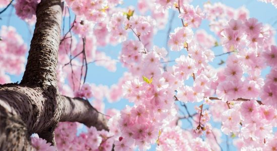 beautiful cherry blossoms