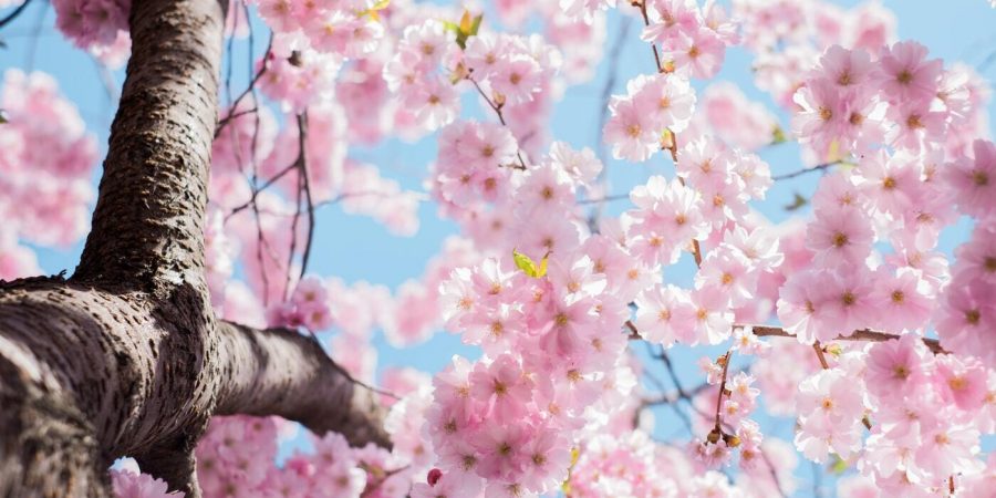 beautiful cherry blossoms